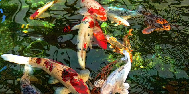 Koi Fish 2 660x330 1 - Are Koi Fish Good For Indoor Or Outdoor Ponds