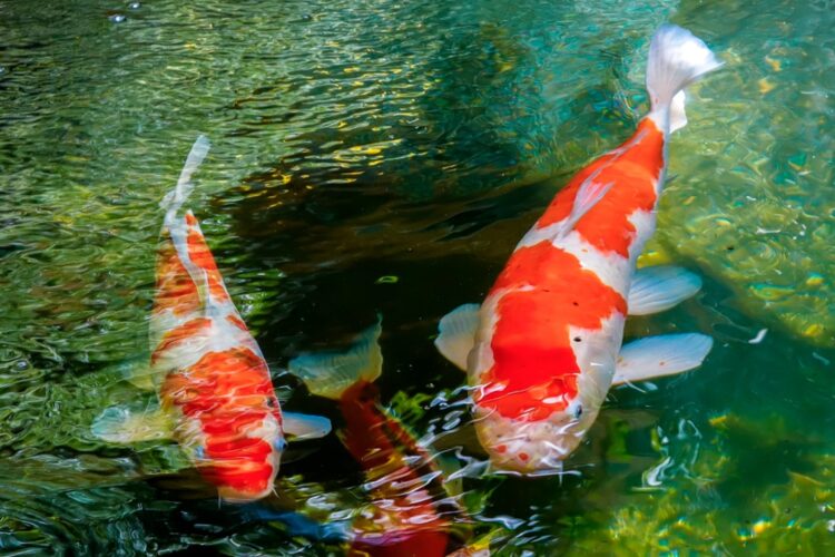 Koi Fish 3 750x500 1 - Are Koi Fish Good For Indoor Or Outdoor Ponds